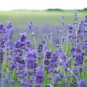 Organic Lavender Oil (Lavandula Vera)