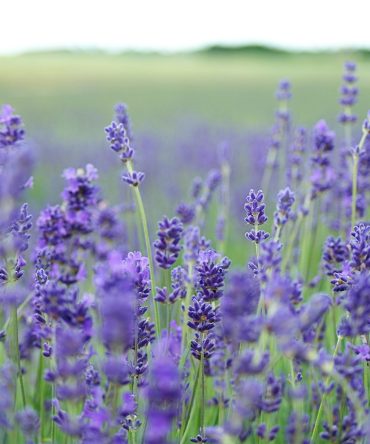 Organic Lavender Oil (Lavandula Vera)